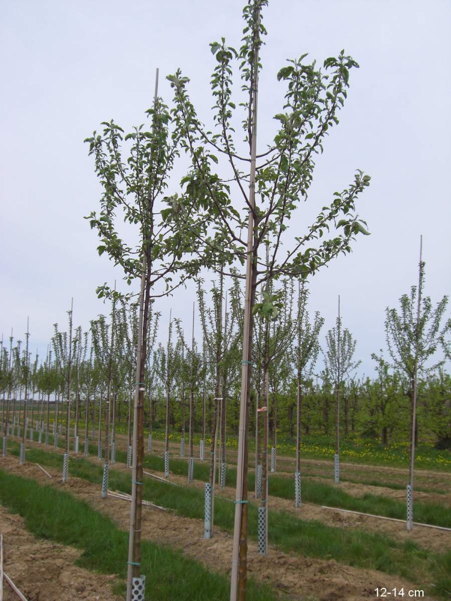 Apfel: Roter Gravensteiner