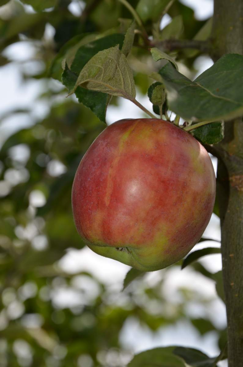 Apfel Roter Gravensteiner