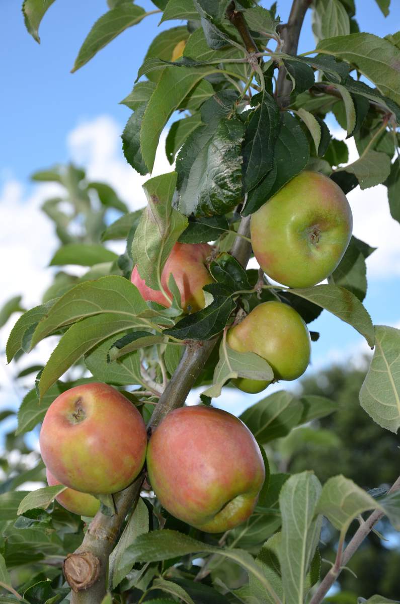 Apfel Roter Gravensteiner