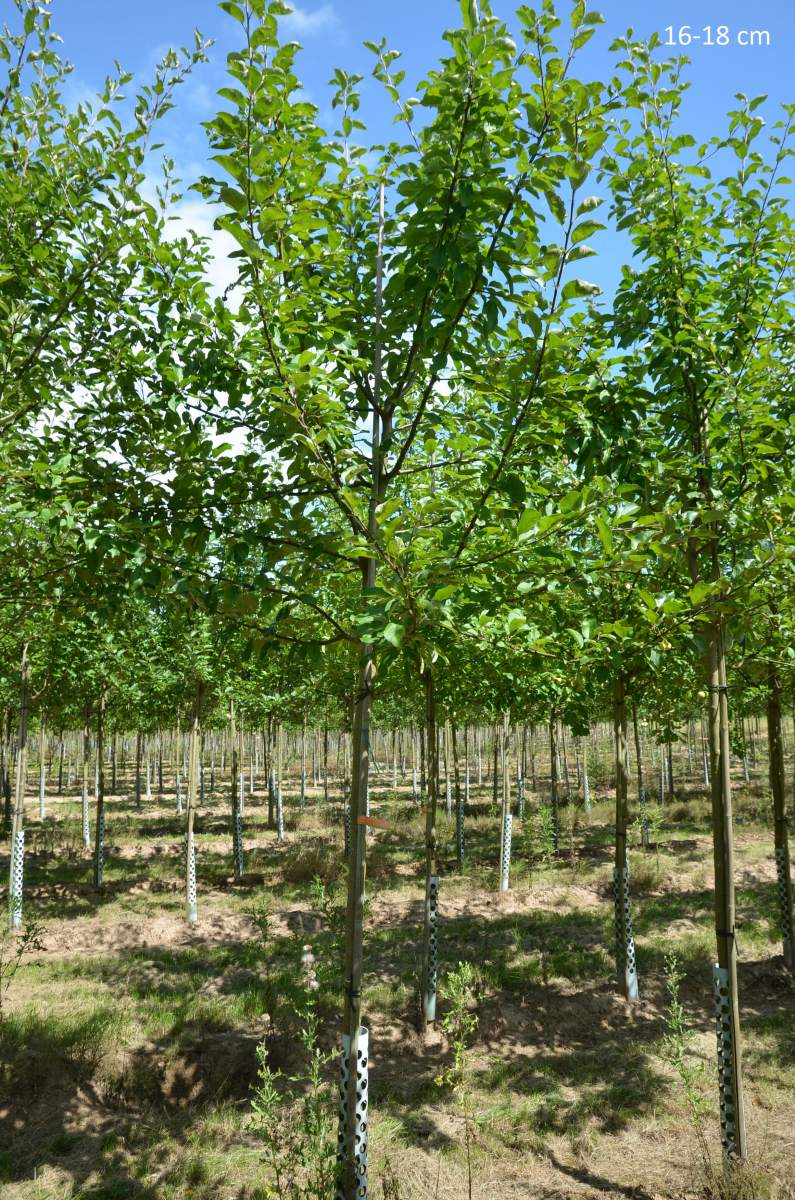 Apfel Roter Gravensteiner