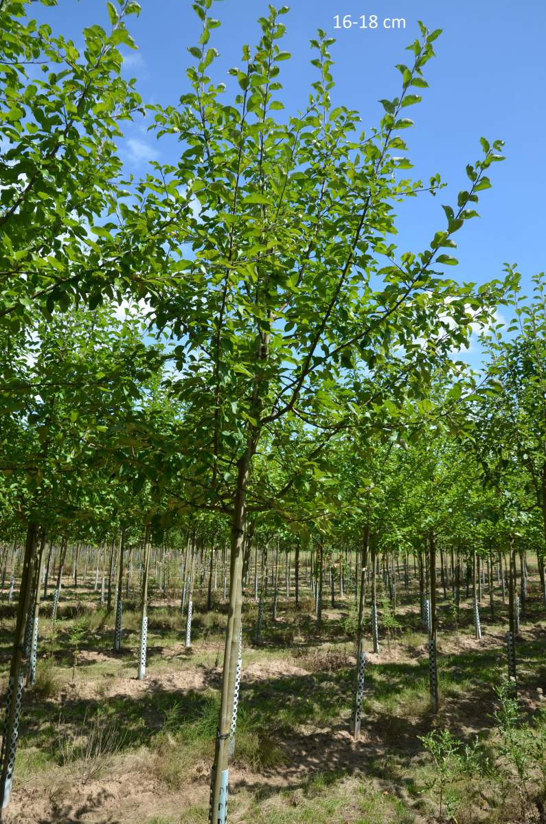 Apfel Roter Gravensteiner