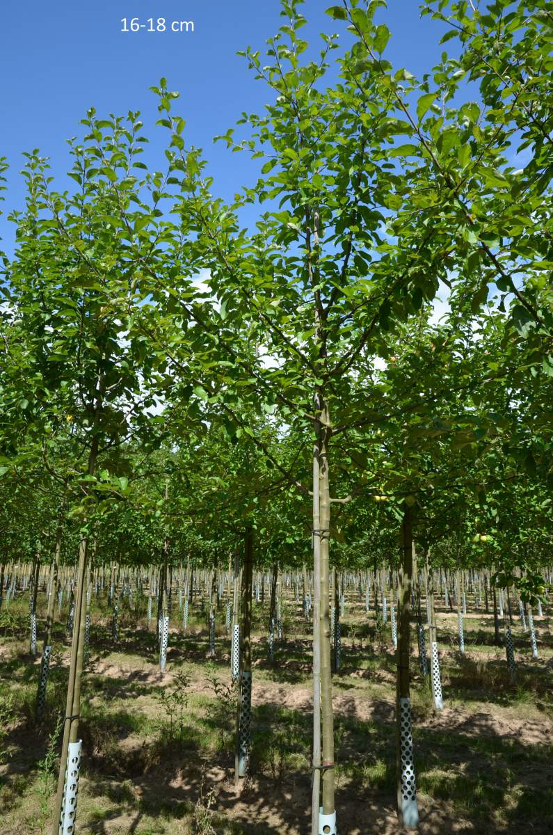 Apfel Roter Gravensteiner