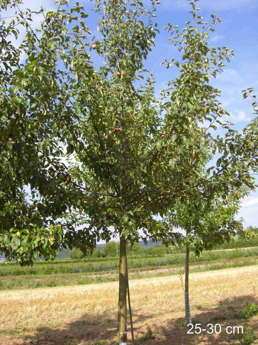 Apfel Roter Gravensteiner