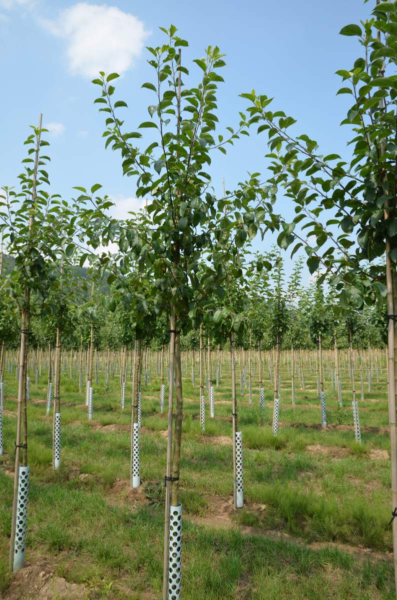 Apfel Roter Gravensteiner