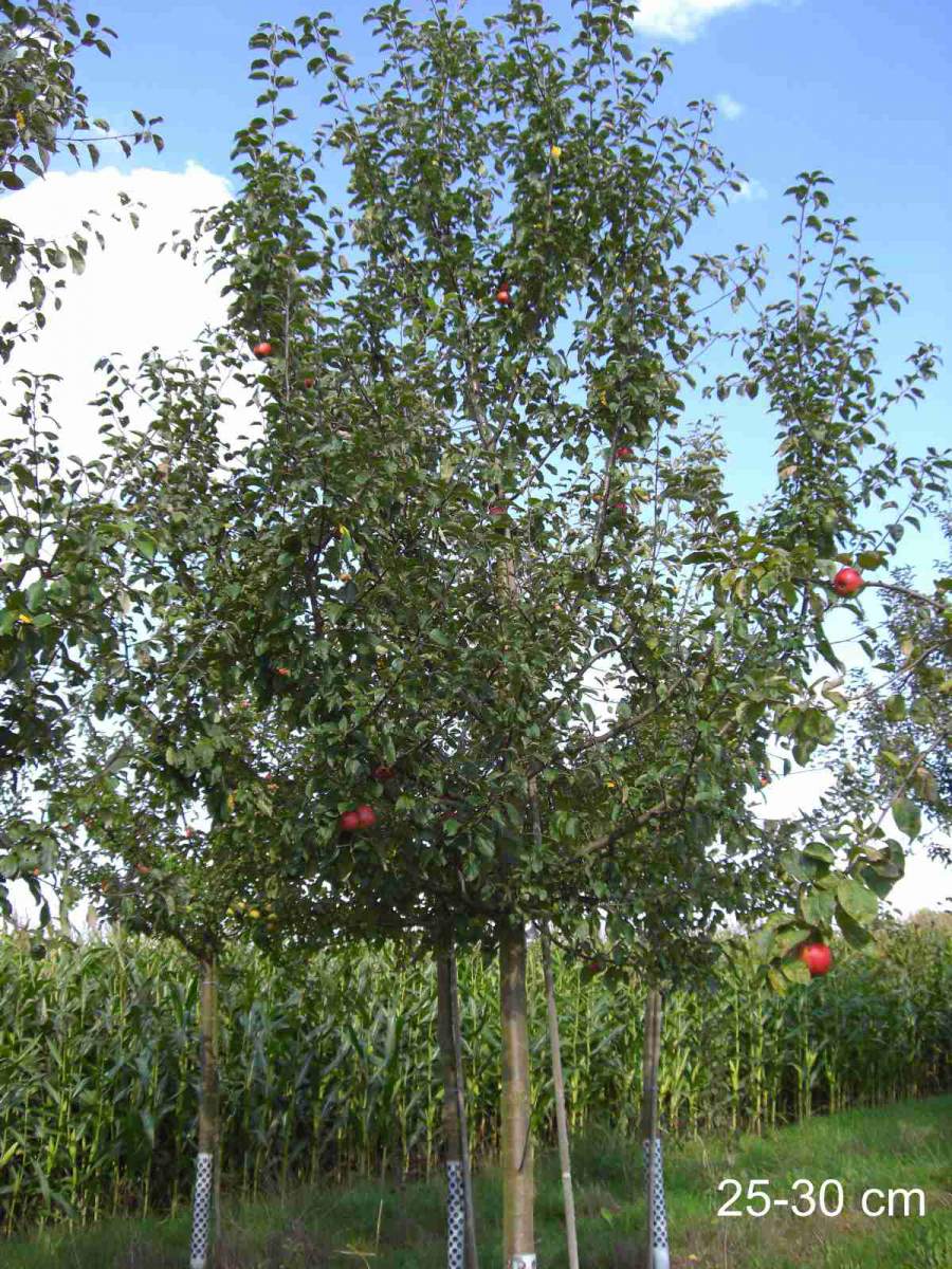 Apfel Roter Gravensteiner