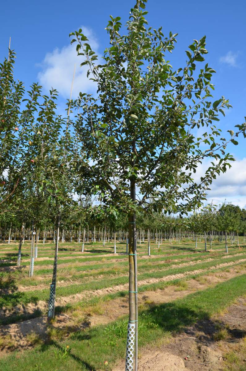 Apfel Roter Gravensteiner