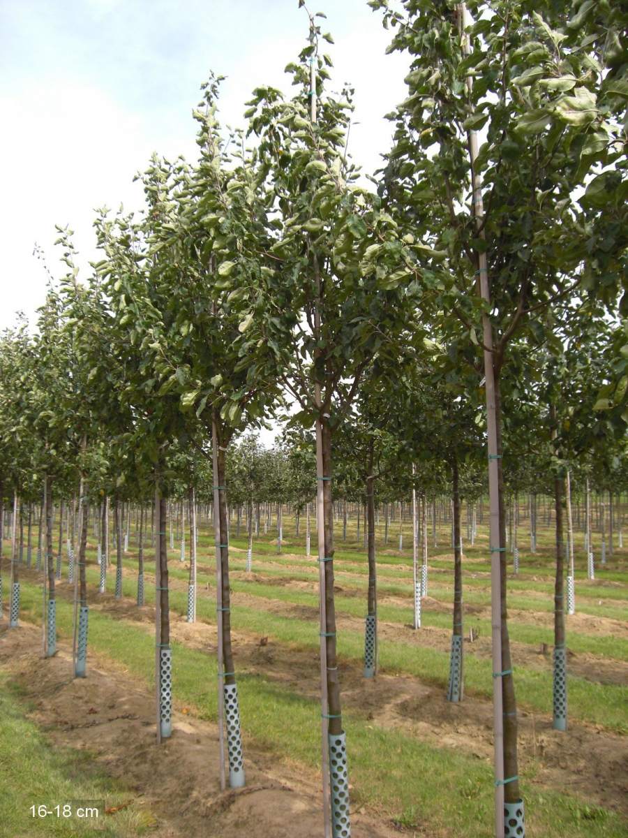 Apfel: Weißer Klarapfel
