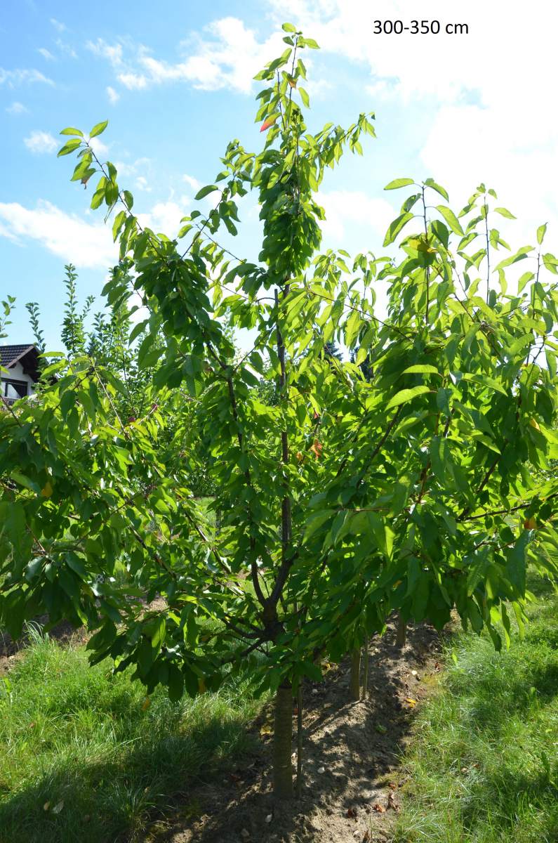 klein bleibender Kirschbaum Burlat, großen Baum pflanzen großer