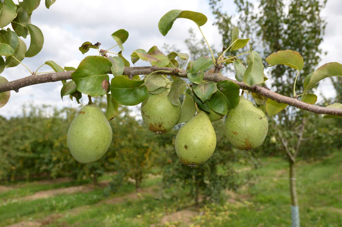 Birne: Gräfin von Paris