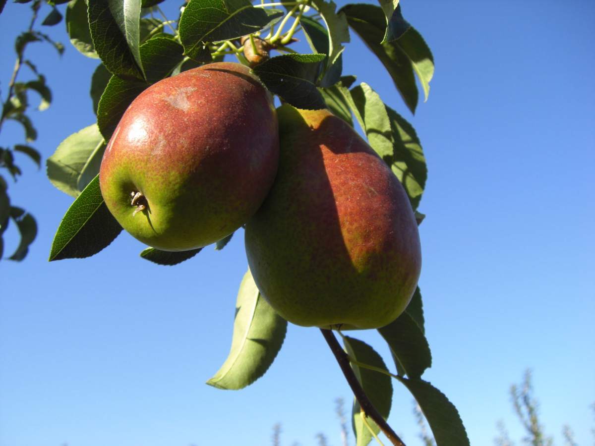 Birne Gute Luise großer Baum