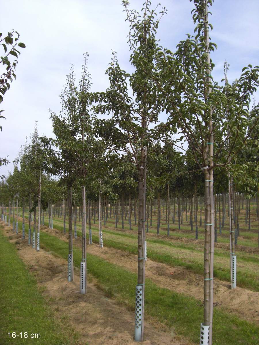 Birne Köstliche aus Charneux als ausgewachsenen Baum pflanzen