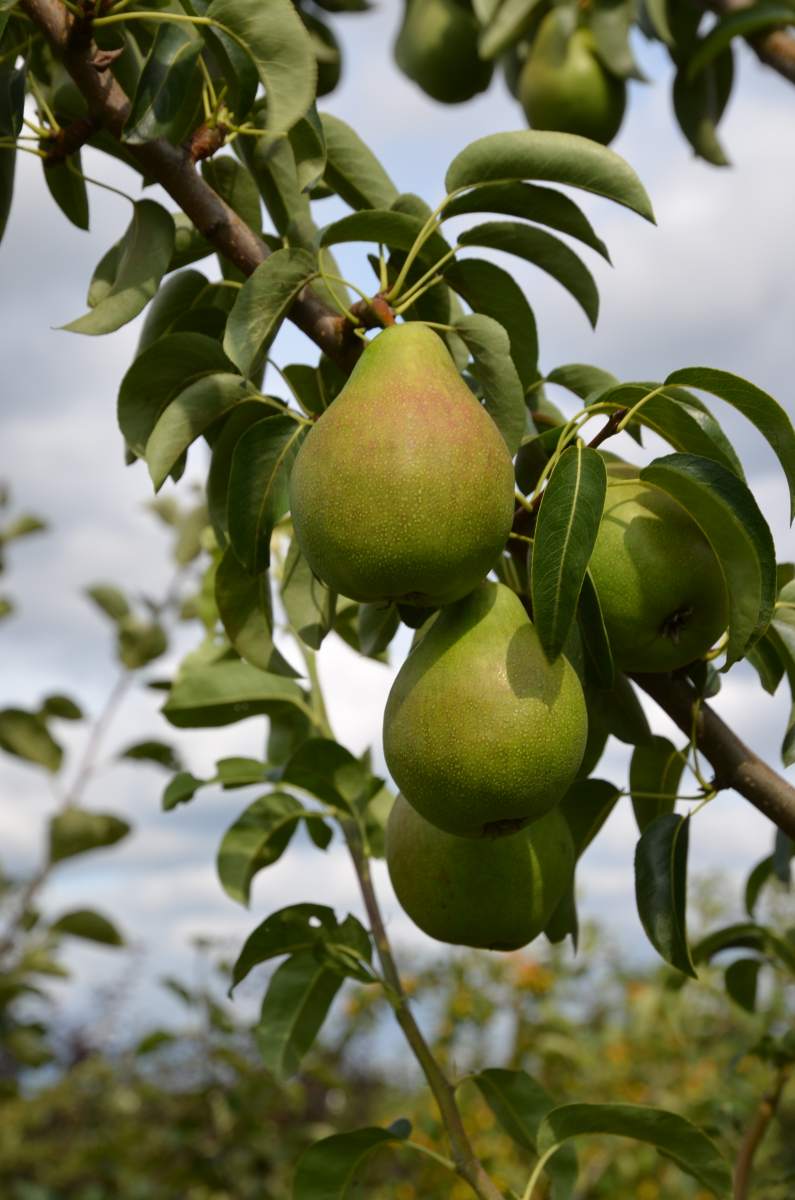 Birne Köstliche aus Charneux als ausgewachsenen Baum pflanzen