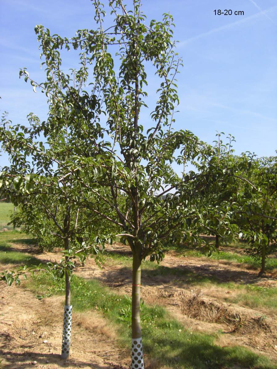 Birne Köstliche aus Charneux als ausgewachsenen Baum pflanzen