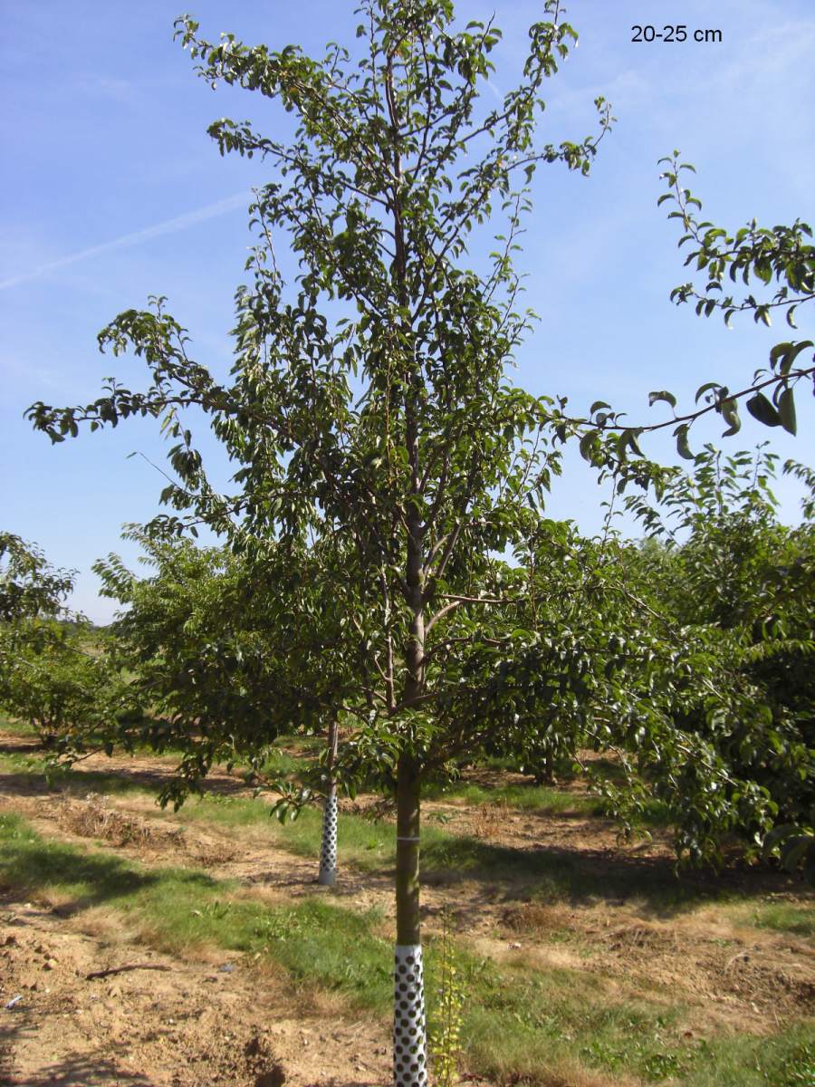 als Charneux Baum Birne ausgewachsenen pflanzen Köstliche aus