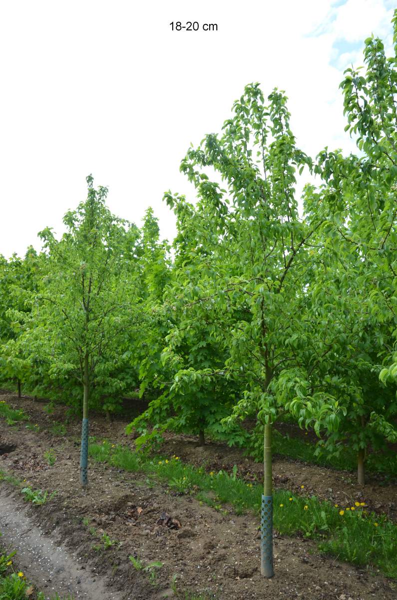 Birne Köstliche aus Charneux als ausgewachsenen Baum pflanzen