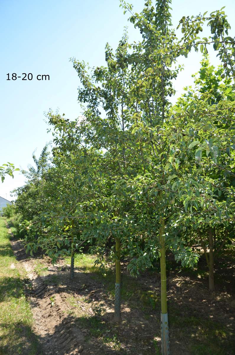 Birne Köstliche aus Charneux als pflanzen Baum ausgewachsenen