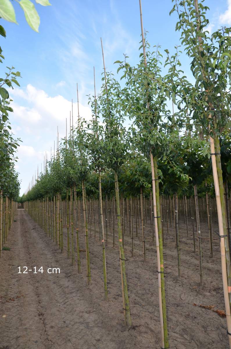 Birne Köstliche aus Charneux als ausgewachsenen Baum pflanzen