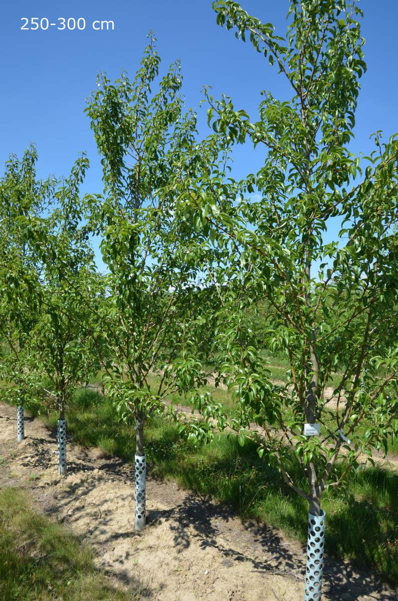 Birne Köstliche aus Charneux als ausgewachsenen Baum pflanzen