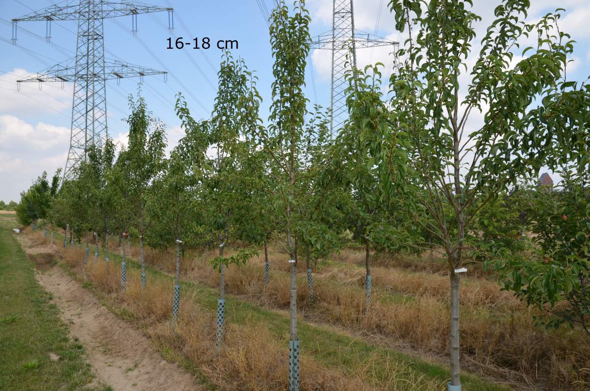 Birne Köstliche aus Charneux als ausgewachsenen Baum pflanzen