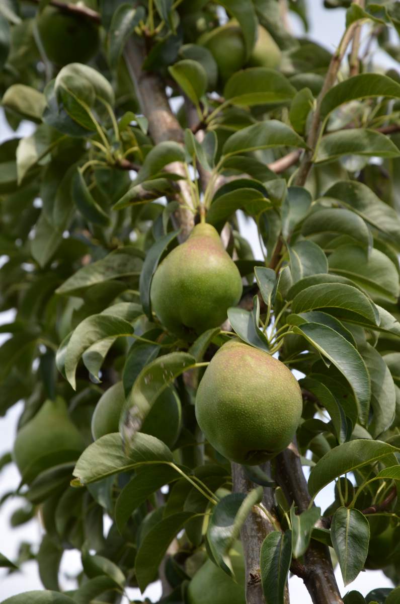 aus Köstliche pflanzen ausgewachsenen Birne als Charneux Baum