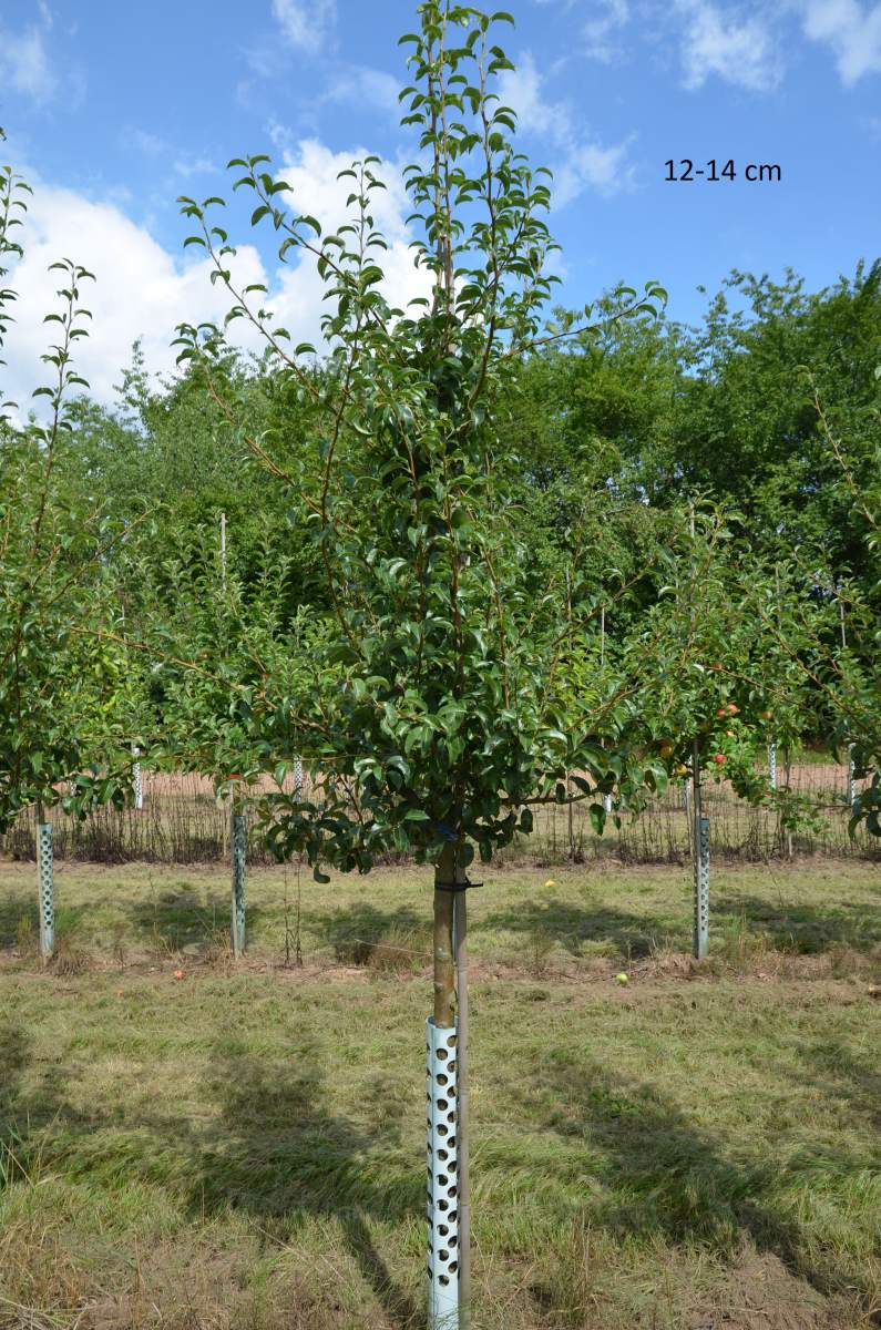 als Birne Charneux ausgewachsenen pflanzen Baum Köstliche aus