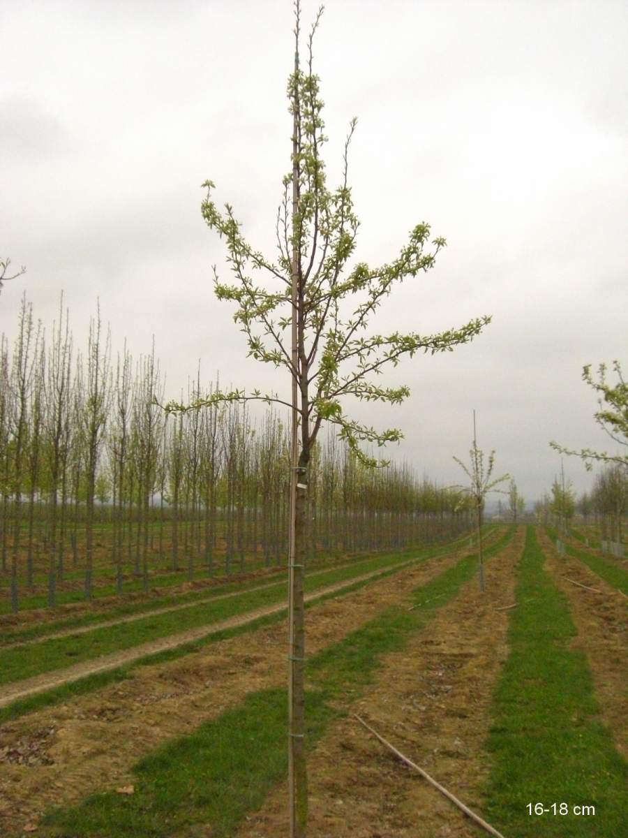 als ausgewachsenen pflanzen Köstliche Baum Birne aus Charneux