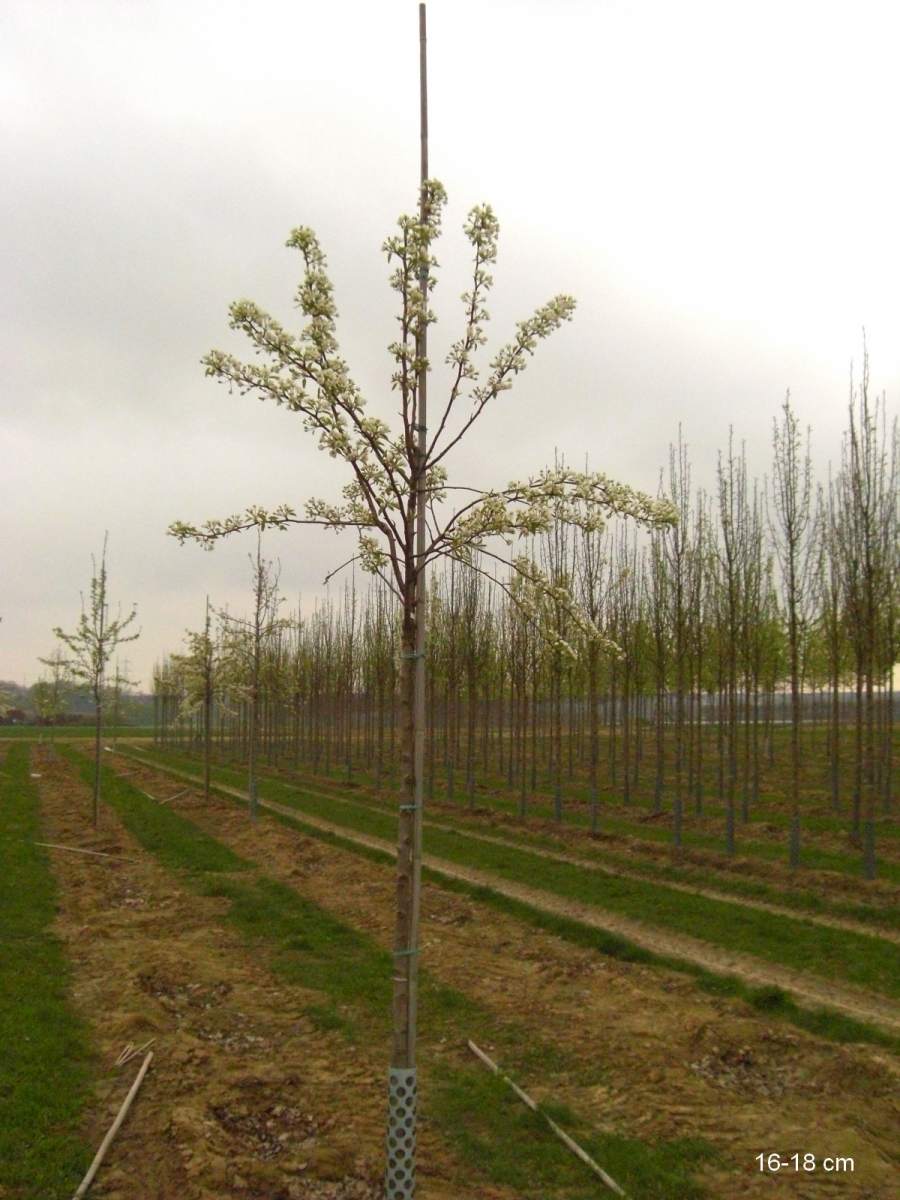 Birne Köstliche aus Charneux als Baum ausgewachsenen pflanzen