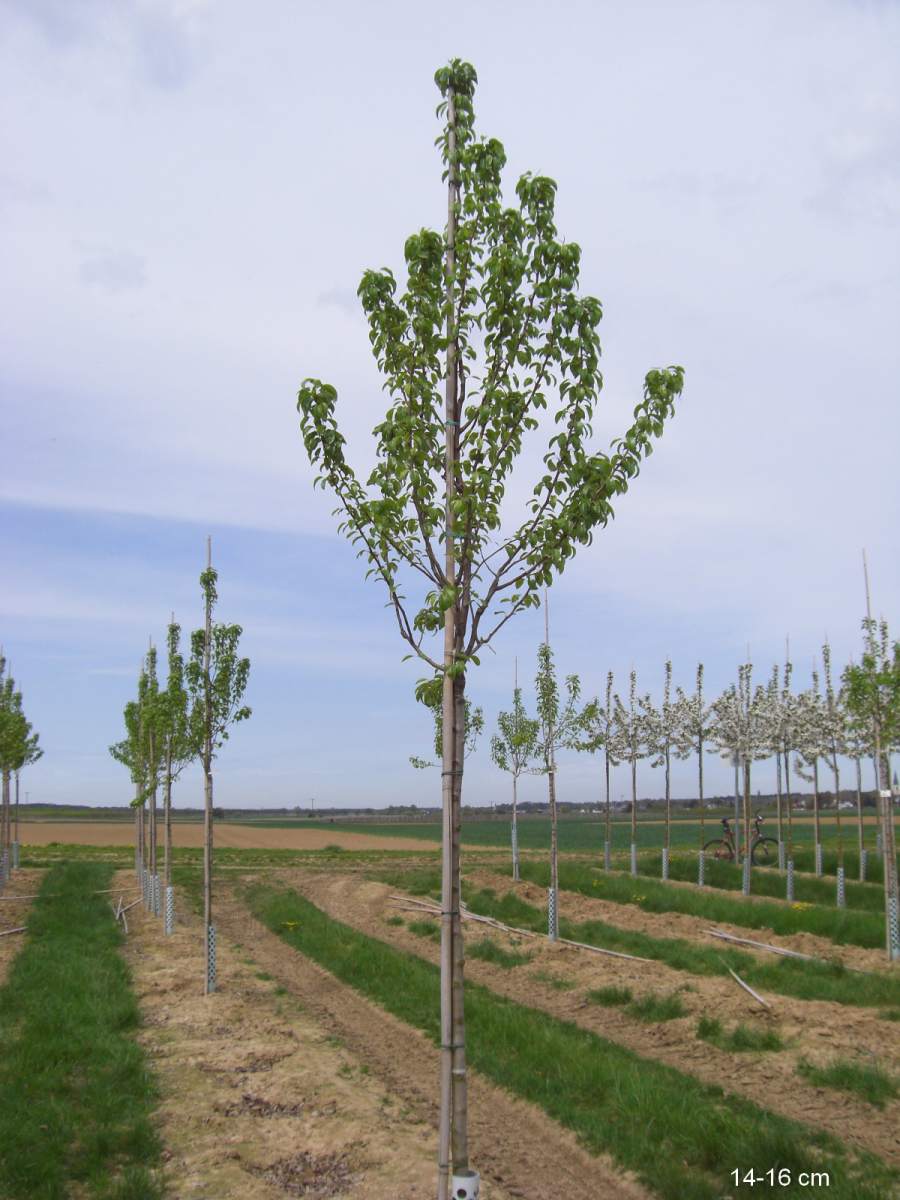 Köstliche Birne ausgewachsenen Baum Charneux aus als pflanzen