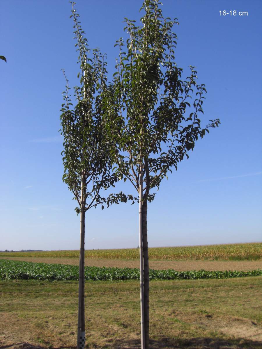 Baum als Charneux aus ausgewachsenen Köstliche pflanzen Birne