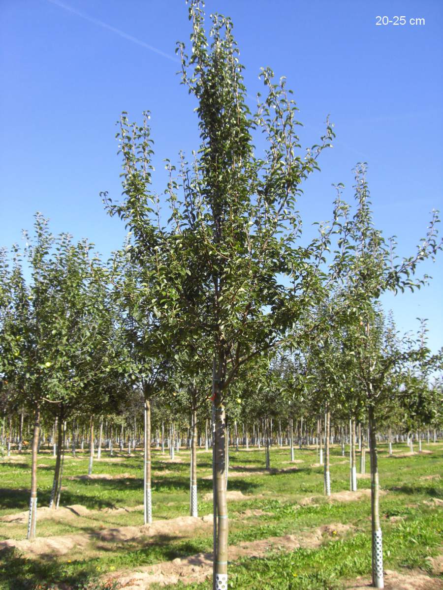 Birne pflanzen Köstliche ausgewachsenen Baum aus als Charneux