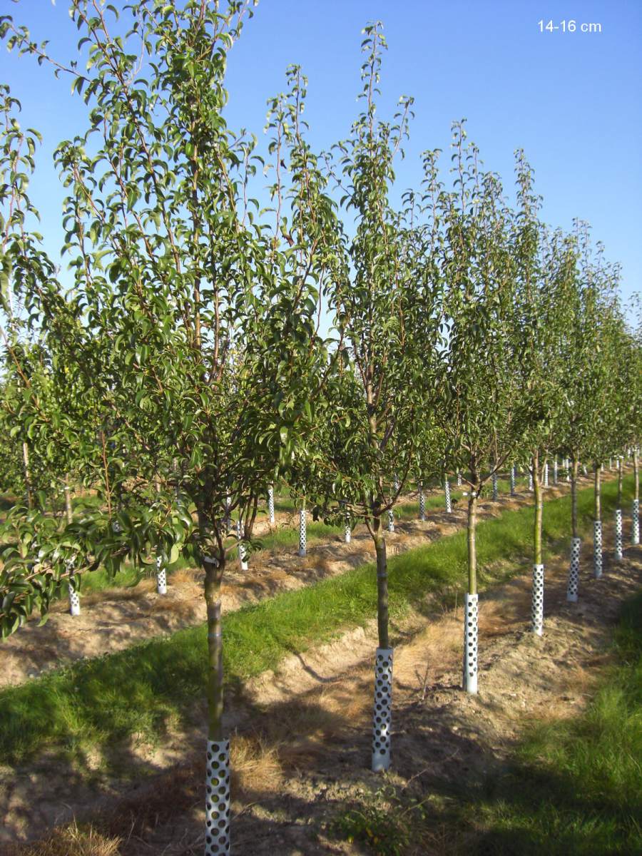 Baum pflanzen als Charneux aus Birne Köstliche ausgewachsenen