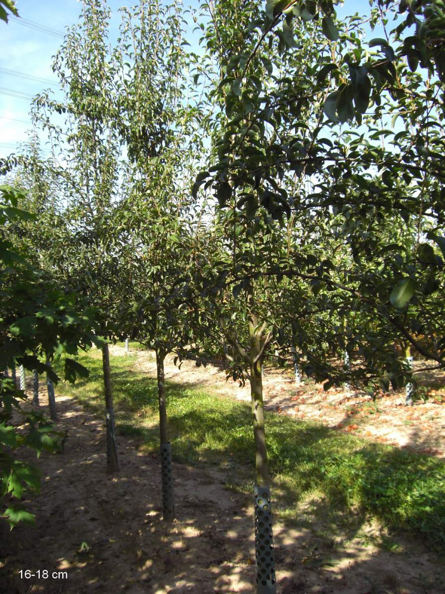 Köstliche Birne Baum aus als ausgewachsenen pflanzen Charneux