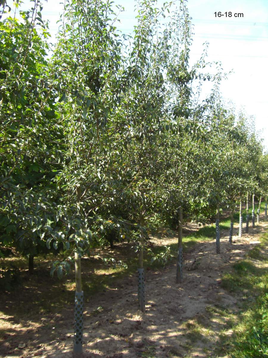 Birne Köstliche aus Charneux als ausgewachsenen Baum pflanzen