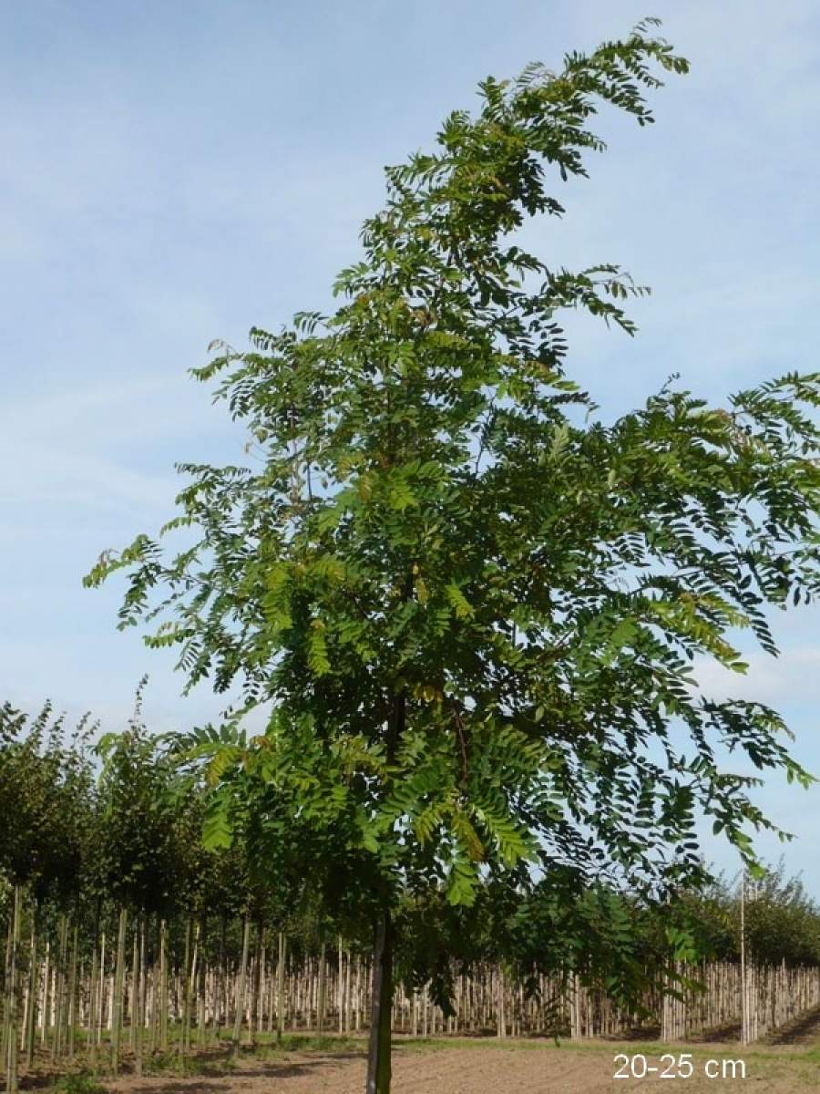 Rosarote Akazie/Robinie hier als großen Baum kaufen