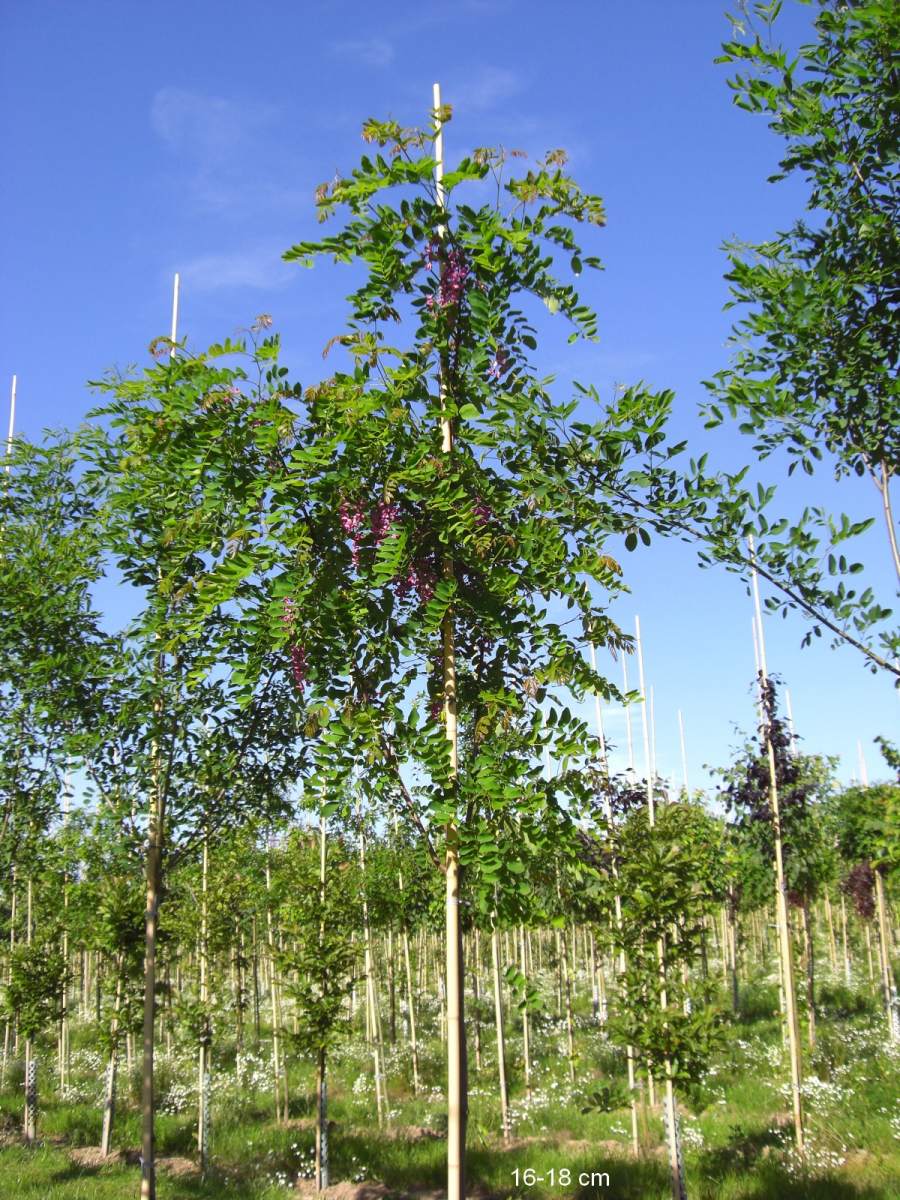 Preview: Akazie: Rosarote Akazie/Robinie