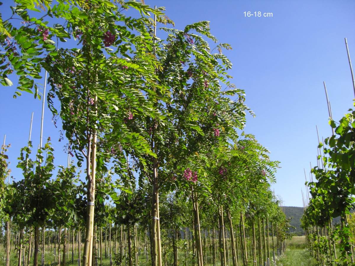 Akazie: Rosarote Akazie/Robinie