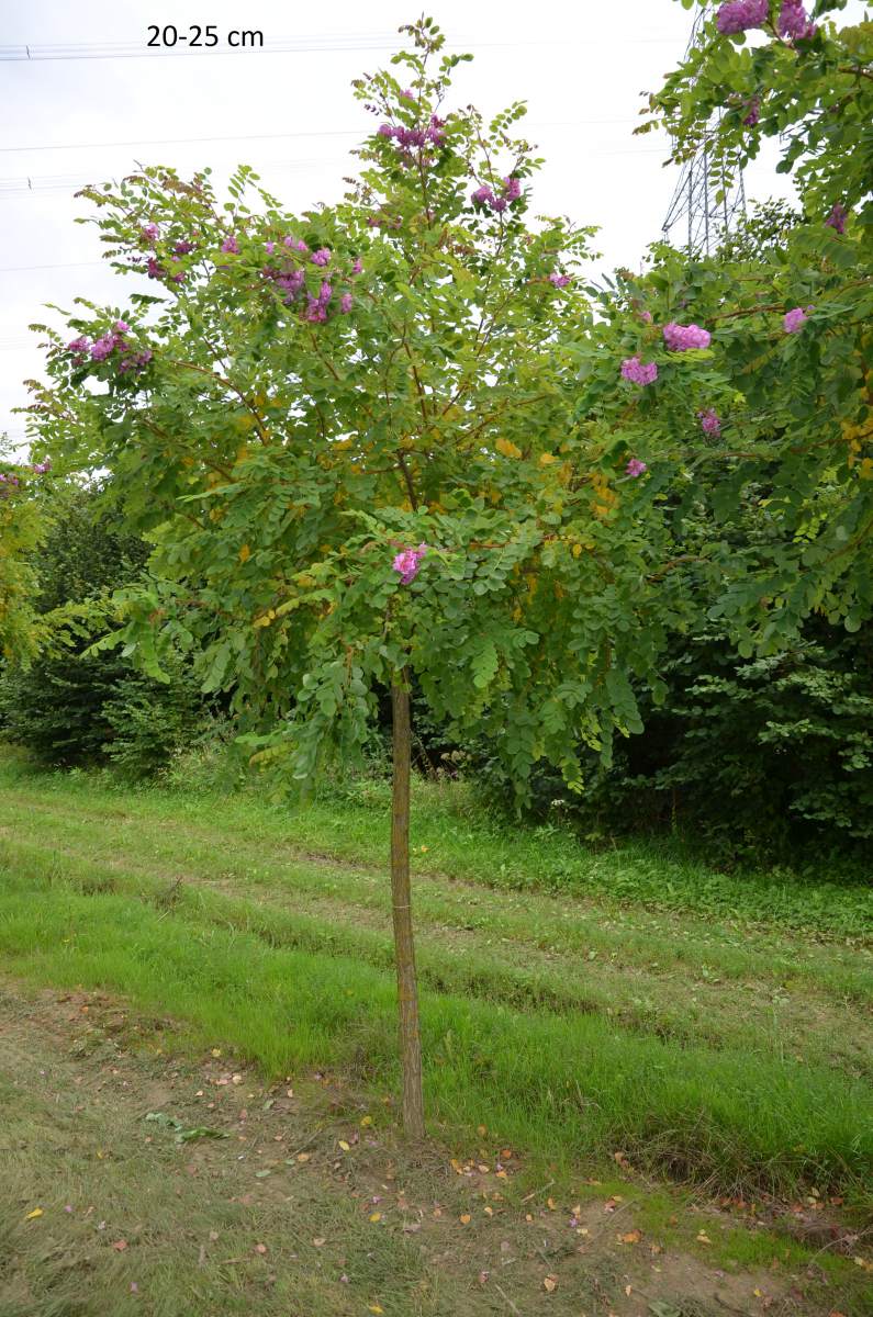 Rosarote Akazie/Robinie hier als großen Baum kaufen