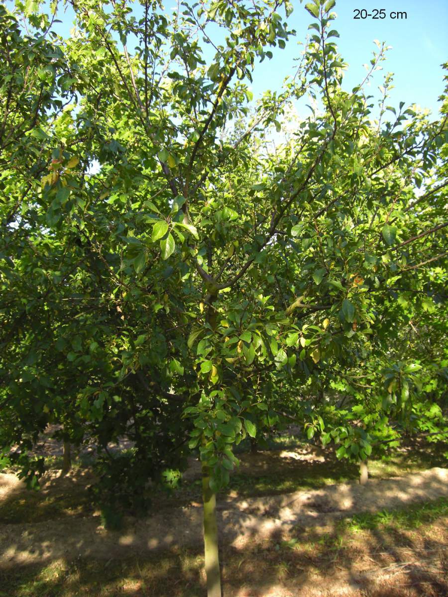 Große Grüne Reneklode kaufen Halbstamm