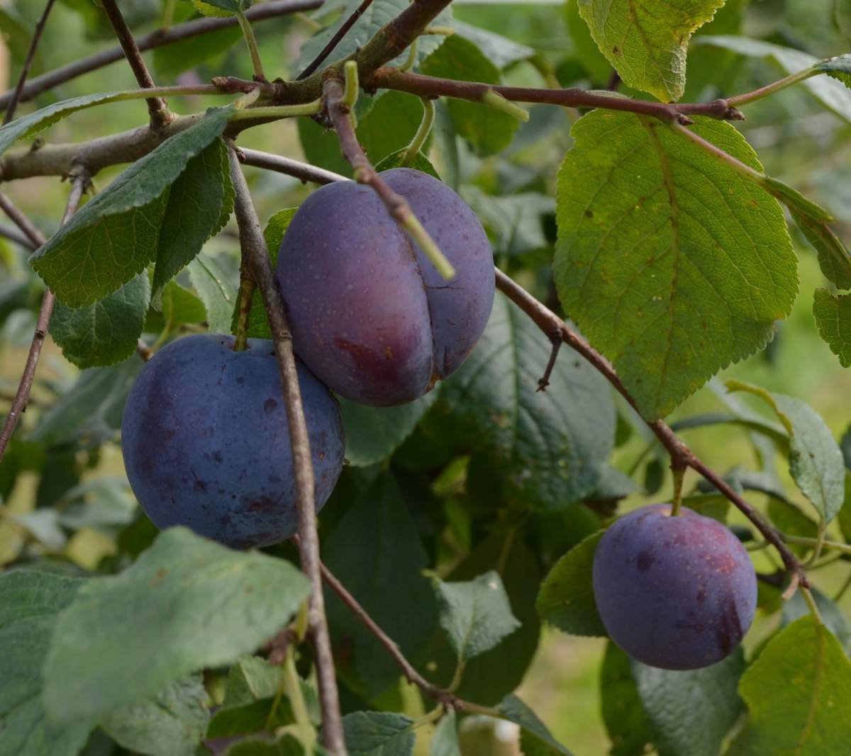 Zwetschge: Bühler Frühzwetschge