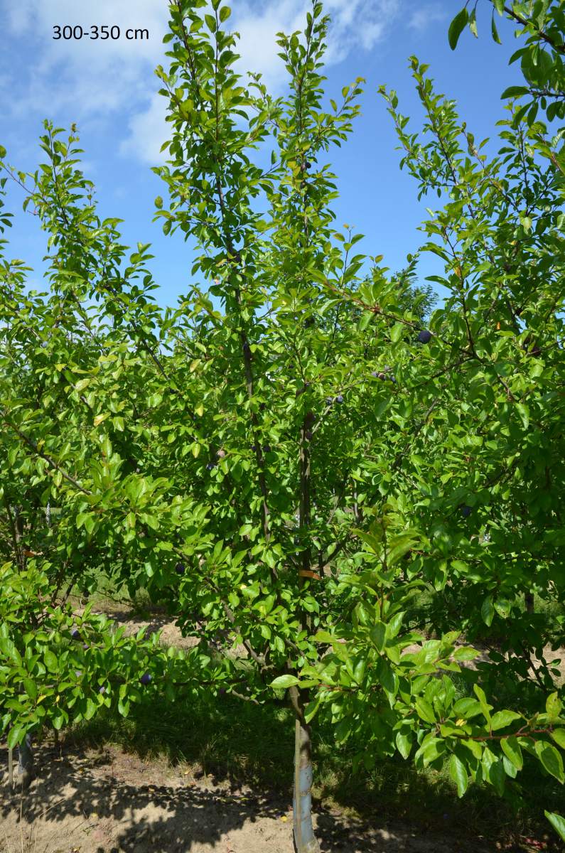 für Wangenheims Zwetschge robuste Sorte Höhenlagen