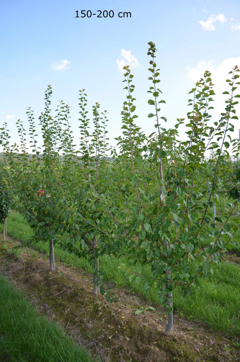 Zwetschge: Wangenheims Frühe