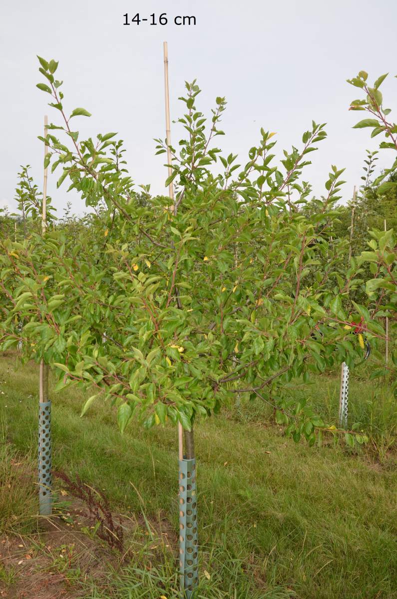 Zwetschge: Wangenheims Frühe