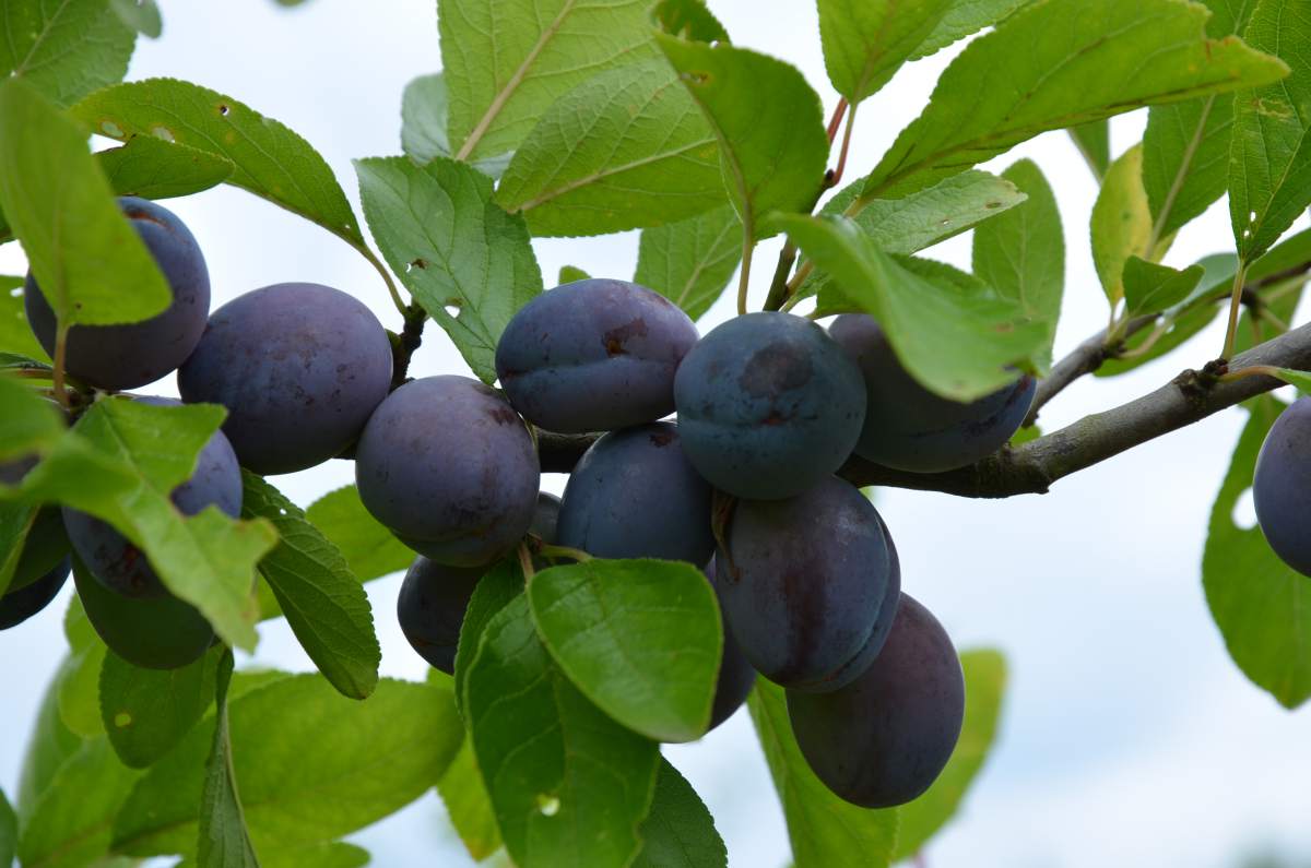 für Zwetschge robuste Wangenheims Höhenlagen Sorte