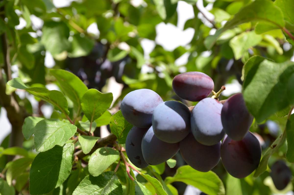 Zwetschge: Wangenheims Frühe