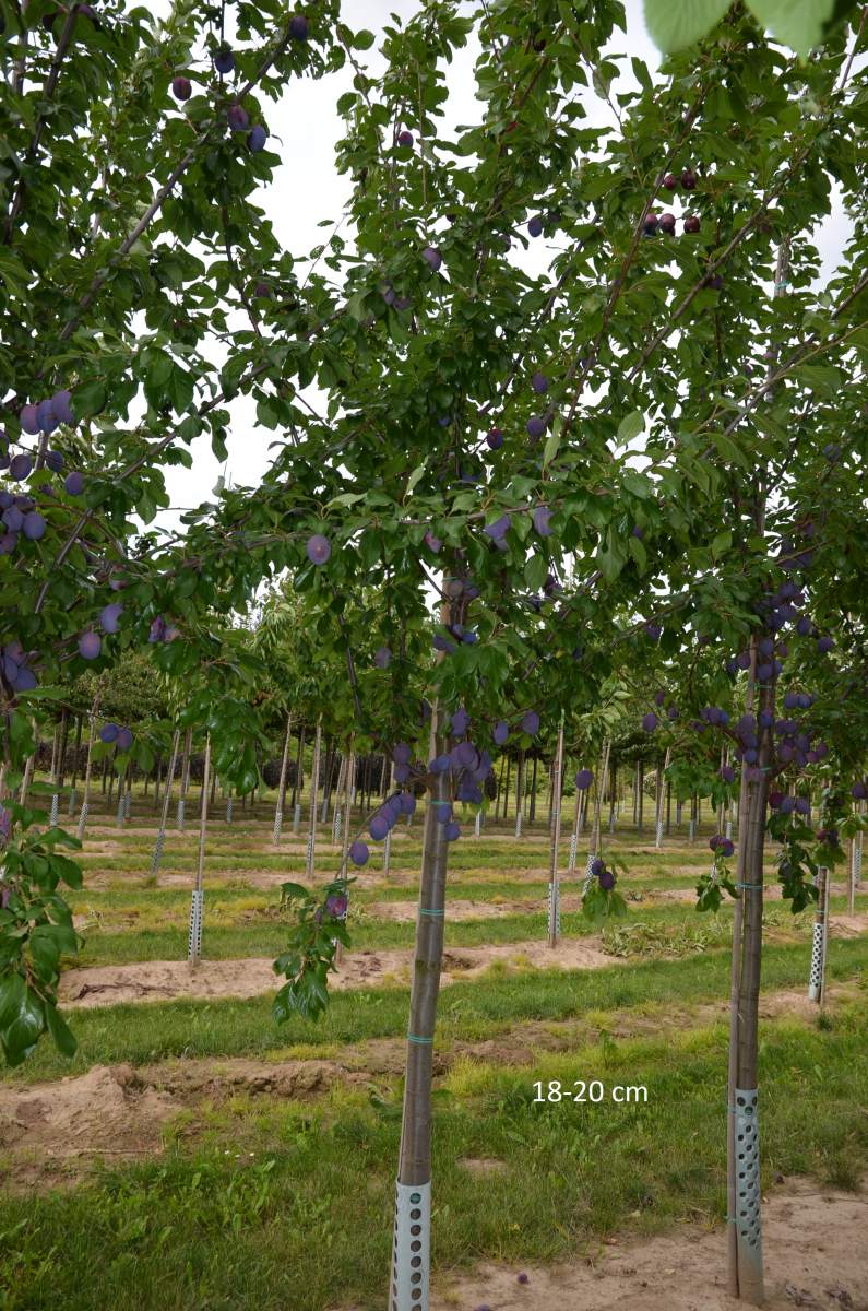 Höhenlagen Zwetschge für Wangenheims robuste Sorte