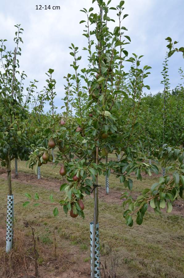 Bunte Julibirne