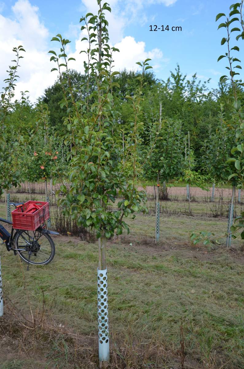 Birne: Vereinsdechantbirne