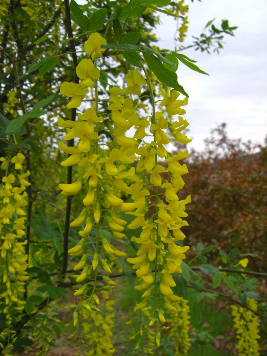 Goldregen: Veredelter Goldregen