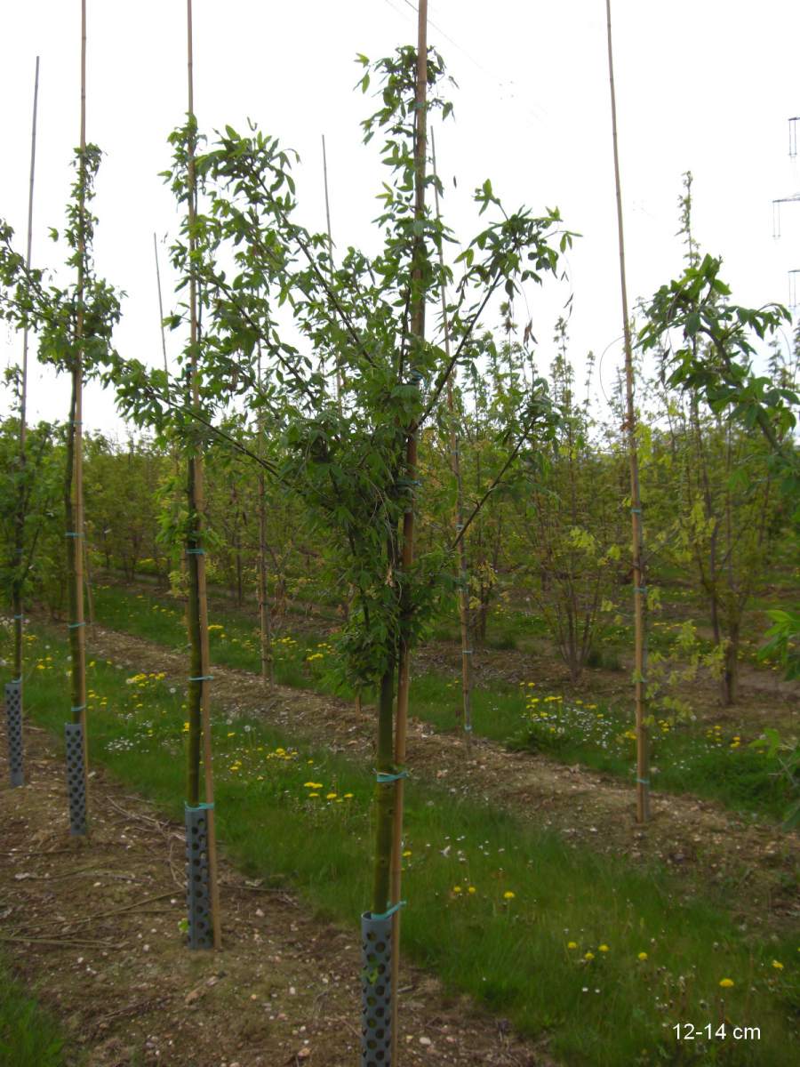 Goldregen: Veredelter Goldregen