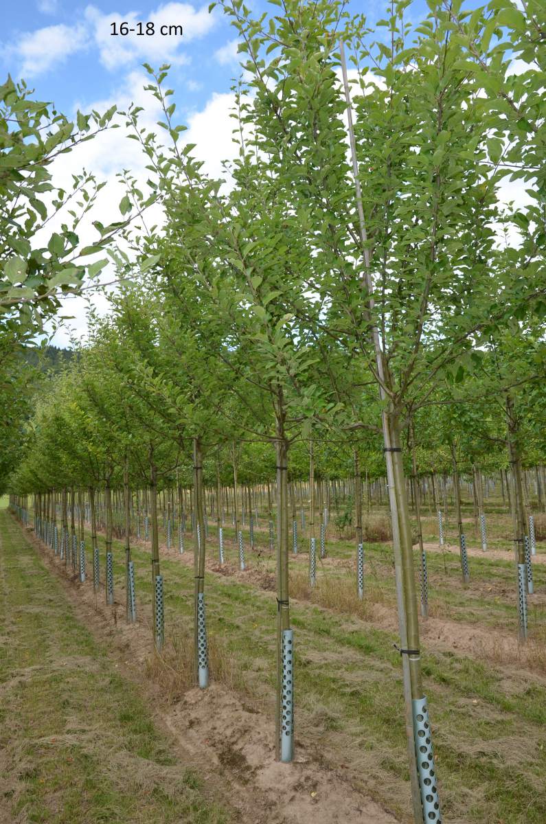 Apfel: Freiherr von Berlepsch